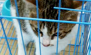 貓泛白細(xì)胞減少癥
————————
寵物名字：啾啾         
品種：貍花貓

主治醫(yī)生：吳醫(yī)生
診治醫(yī)院：雅居樂分院