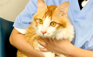 貓咪腎衰竭
————————
寵物名字：咪咪         
品種：橘貓

主治醫(yī)生：許醫(yī)生
診治分院：珠江新城分院