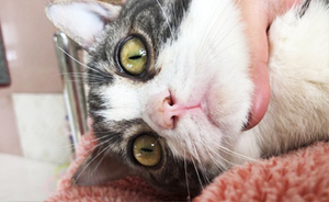 貓鼻支和貓杯狀病毒
————————
寵物名字：雪球         
品種：曼基康矮腳貓

主治醫(yī)生：劉醫(yī)生
診治醫(yī)院：京溪分院