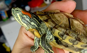 巴西龜中耳炎
————————
寵物名字：/         
品種：巴西龜

主治醫(yī)生：許醫(yī)生
診治醫(yī)院：珠江新城分院