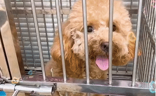 狗狗胰腺炎
————————
寵物名字：嘟嘟         
品種：貴賓犬

主治醫(yī)生：謝醫(yī)生
診治醫(yī)院：富怡分院