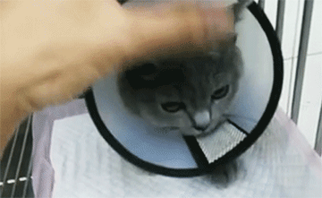 貓隱睪
————————
寵物名字：酸菜         
品種：藍(lán)貓

主治醫(yī)生：賴醫(yī)生
診治醫(yī)院：增城分院