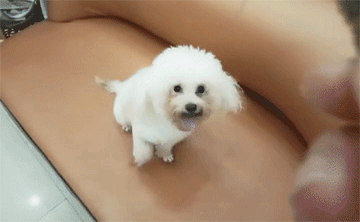 犬膀胱結(jié)石
————————
寵物名字：波珠        
品種：比熊犬

主治醫(yī)生：李醫(yī)生
診治醫(yī)院：江夏分院