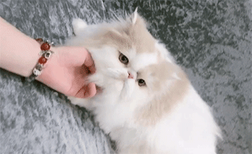 貓耳道腫瘤
————————
寵物名字：豆沙包         
品種：加菲貓

主治醫(yī)生：陳醫(yī)生
診治醫(yī)院：新港分院